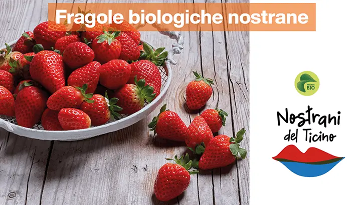 img-Fragole-biologiche-nostrane-sett22-1