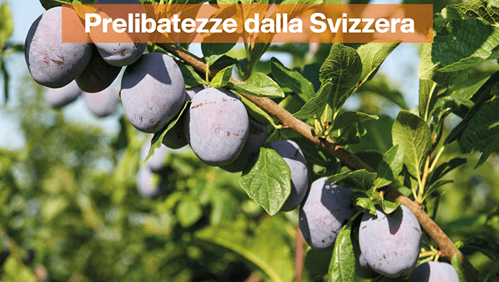 img-Prelibatezze dalla Svizzera-Sett34-1