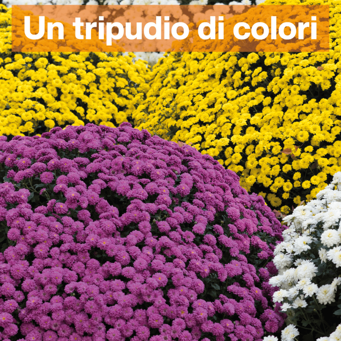 img-Un tripudio di colori-1