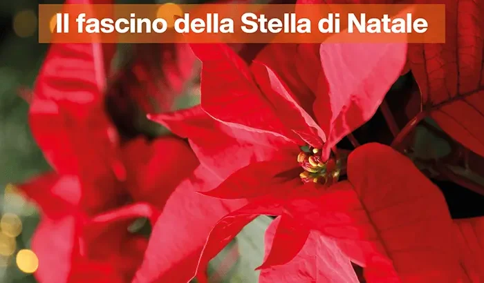 img-Il-fascino-della-Stella-di-Natale-1