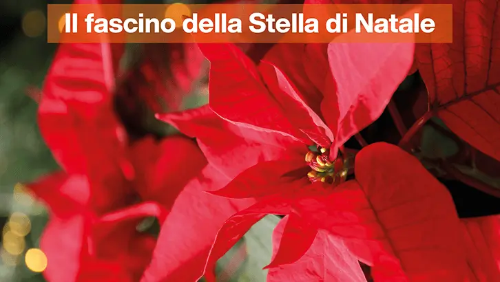 img-Il-fascino-della-Stella-di-Natale-1